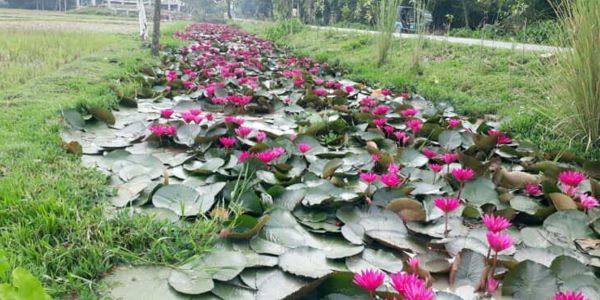 শাপলা চাষ করবেন যেভাবে